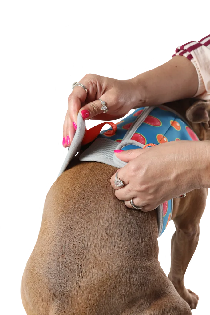 3 in 1 Cooling & Anti-Anxiety Dog Harness | Guava & Quenepas