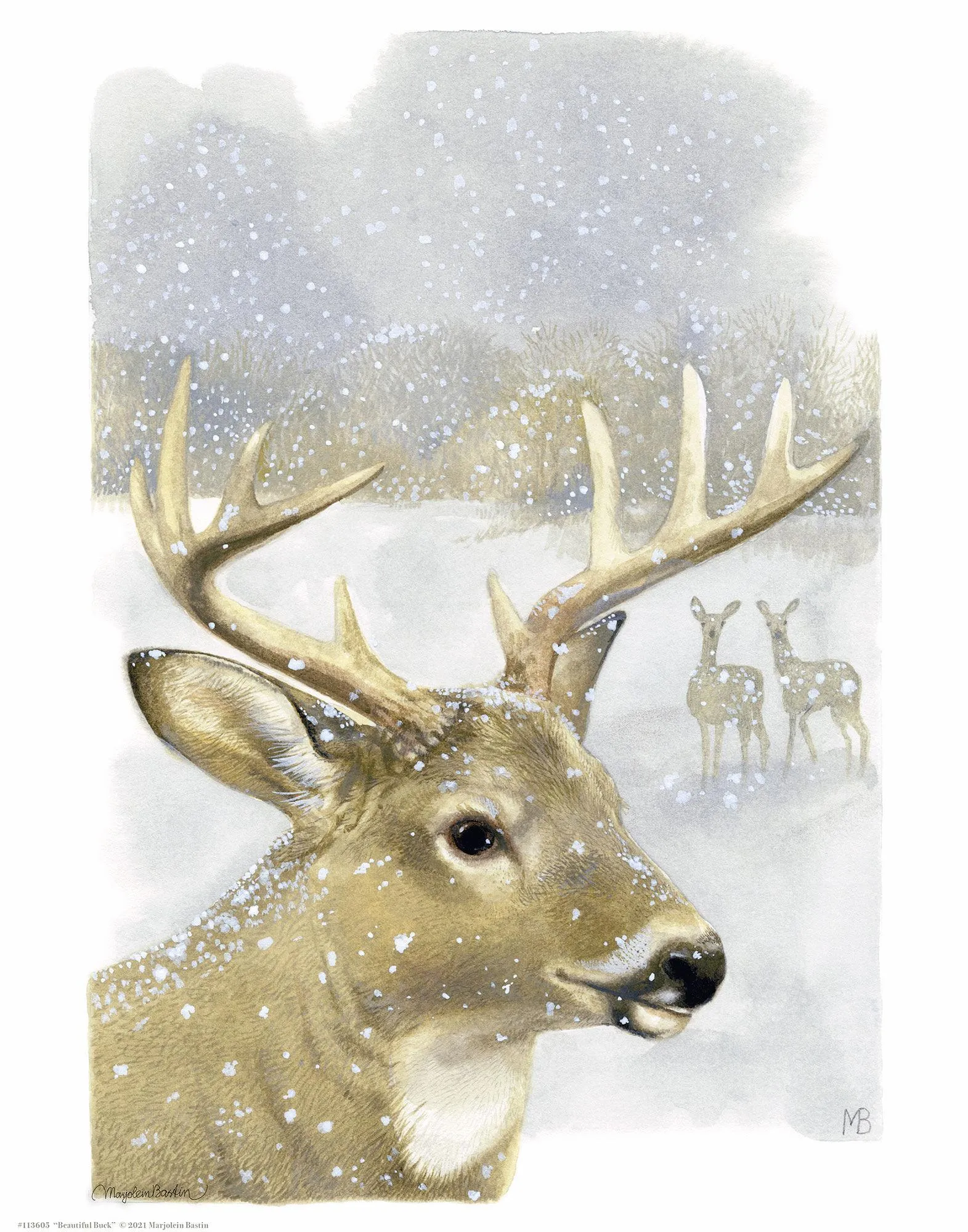 Beautiful Buck - Art Prints