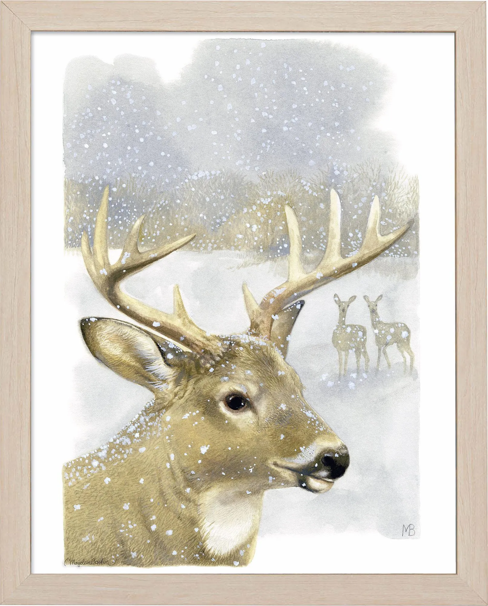 Beautiful Buck - Art Prints