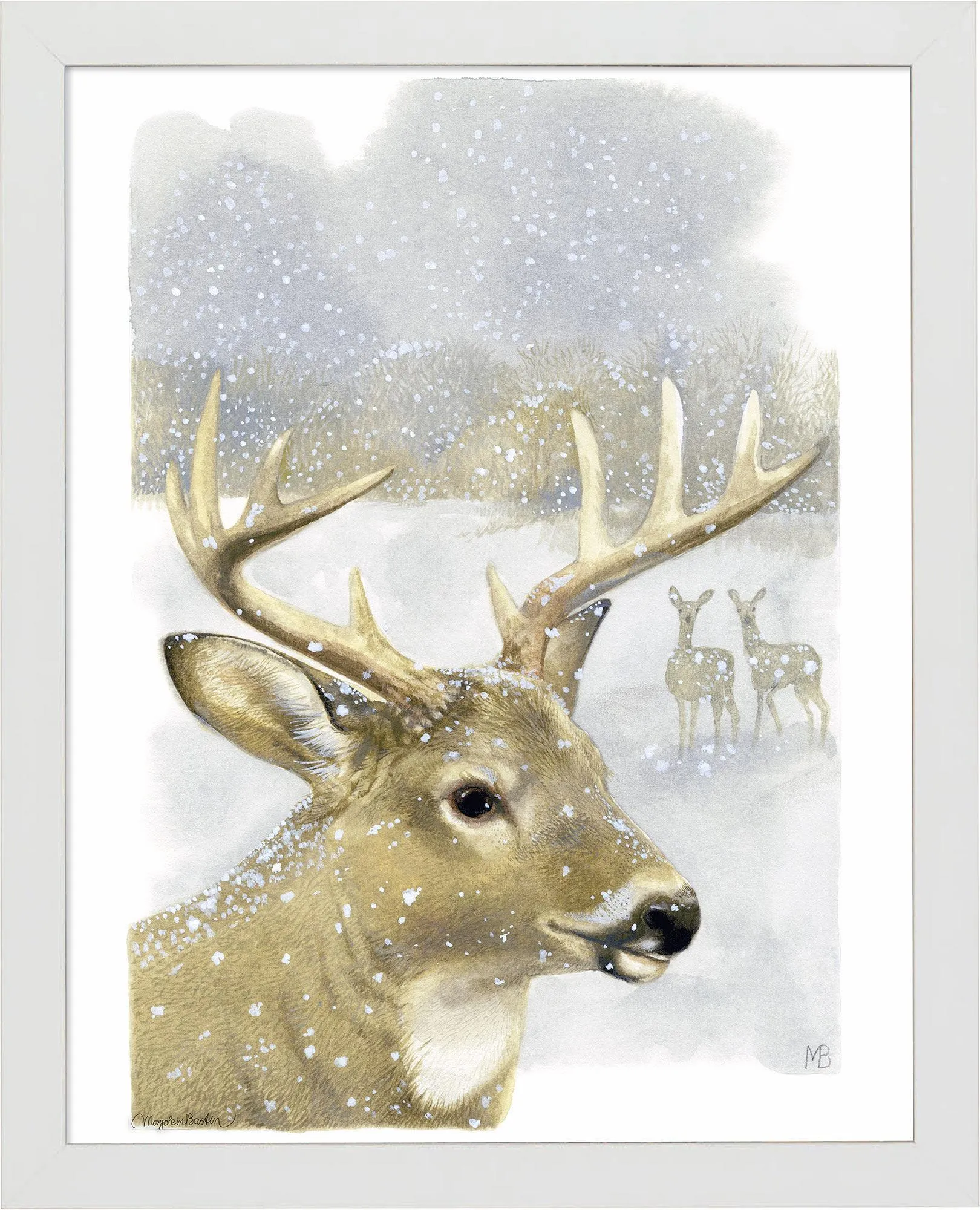 Beautiful Buck - Art Prints