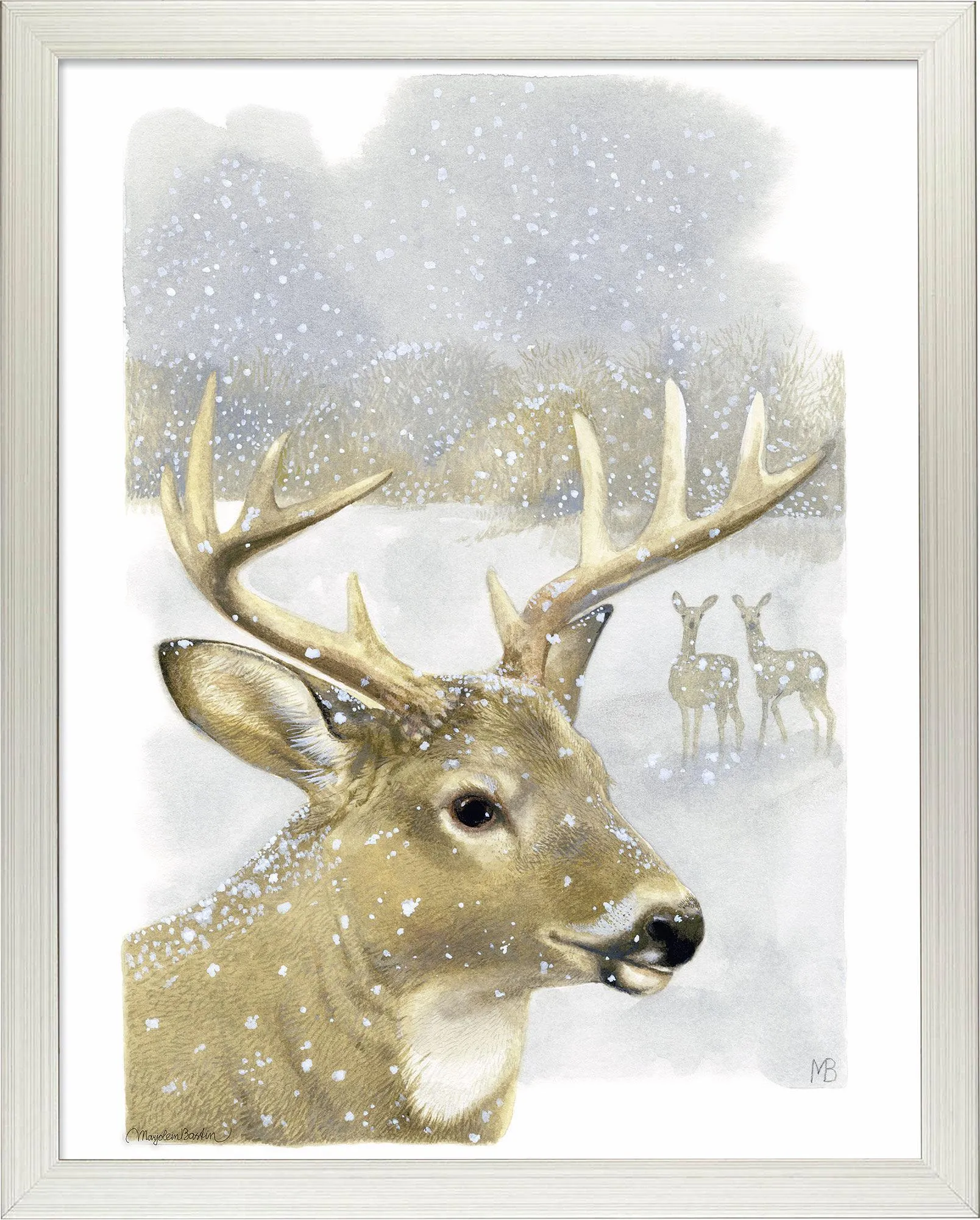 Beautiful Buck - Art Prints